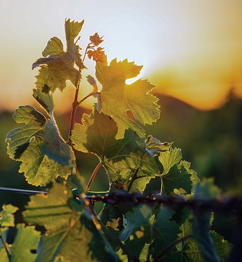 Weingut Clemens Busch