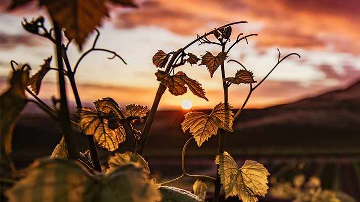 Domaine Charles Audoin