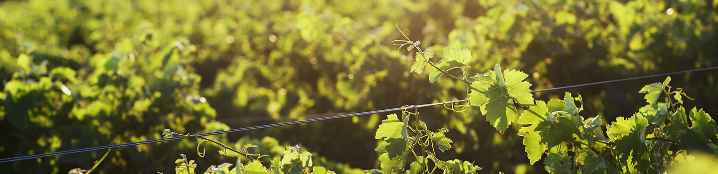 Weingut Clemens Busch